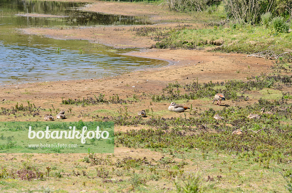 533582 - Nilgänse (Alopochen aegyptiacus) mit Jungvögeln, Nationalpark Zuid-Kennemerland, Niederlande