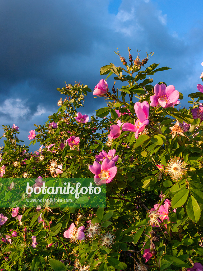 413046 - Nootka-Rose (Rosa nutkana)