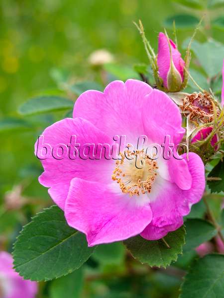 448087 - Nootka-Rose (Rosa nutkana)