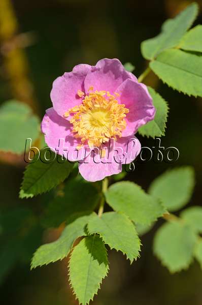 572036 - Nootka-Rose (Rosa nutkana)