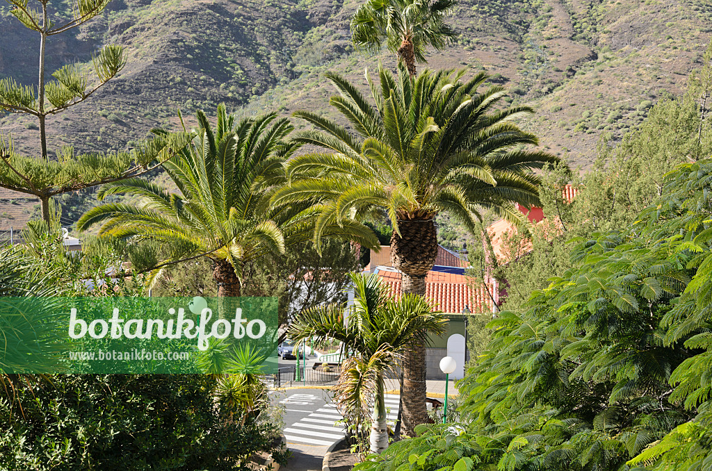 564076 - Norfolk-Tanne (Araucaria heterophylla), Kanarische Dattelpalme (Phoenix canariensis) und Stolz von Barbados (Caesalpinia pulcherrima), Mogán, Gran Canaria, Spanien