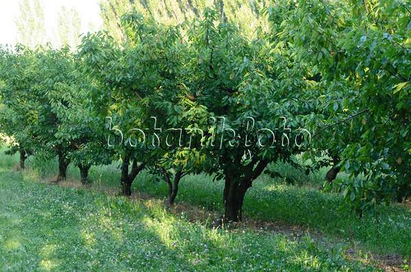 557253 - Obstplantage, Provence, Frankreich