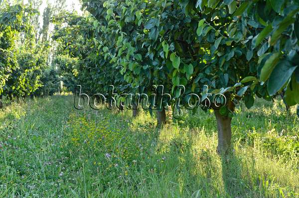 557254 - Obstplantage, Provence, Frankreich