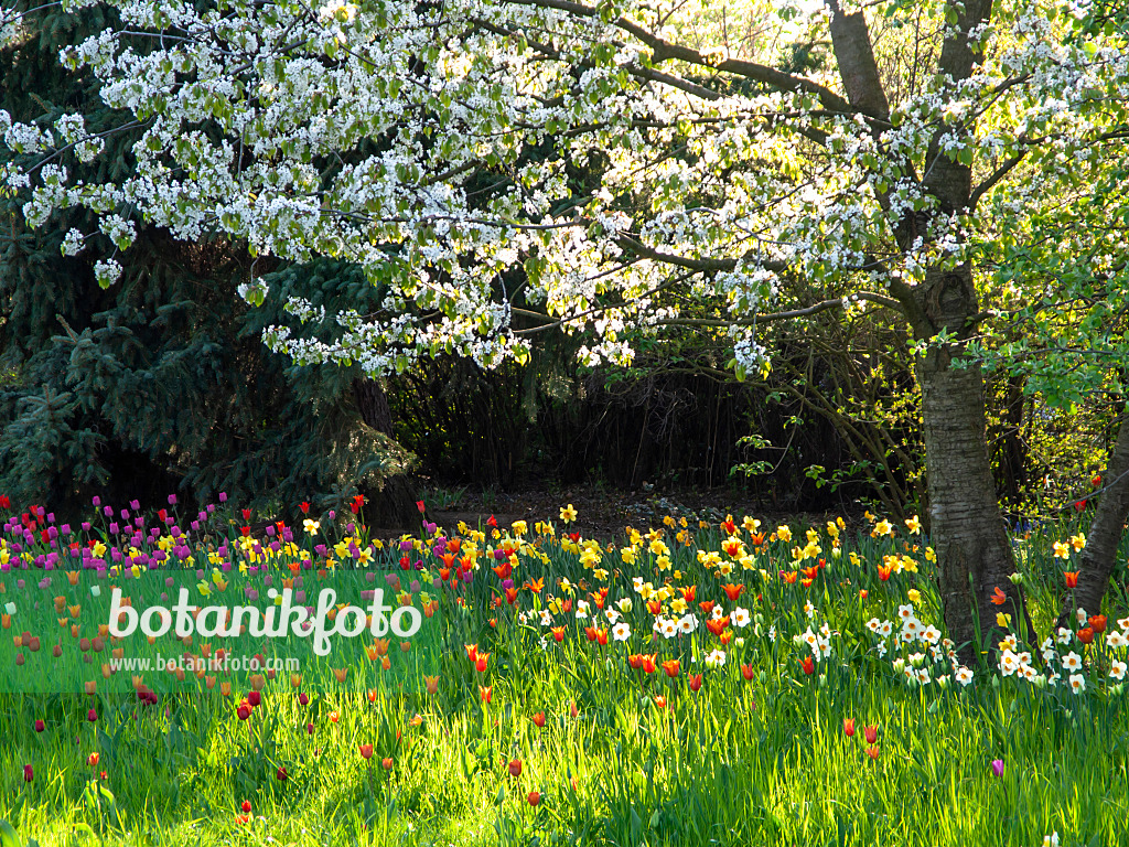 437149 - Obstwiese mit Narzissen und Tulpen