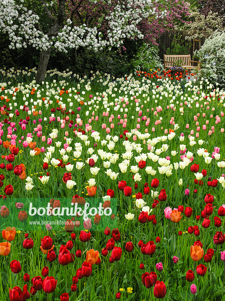 425012 - Obstwiese mit Tulpen