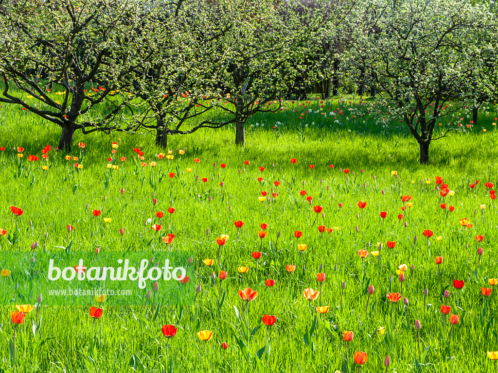 437136 - Obstwiese mit Tulpen