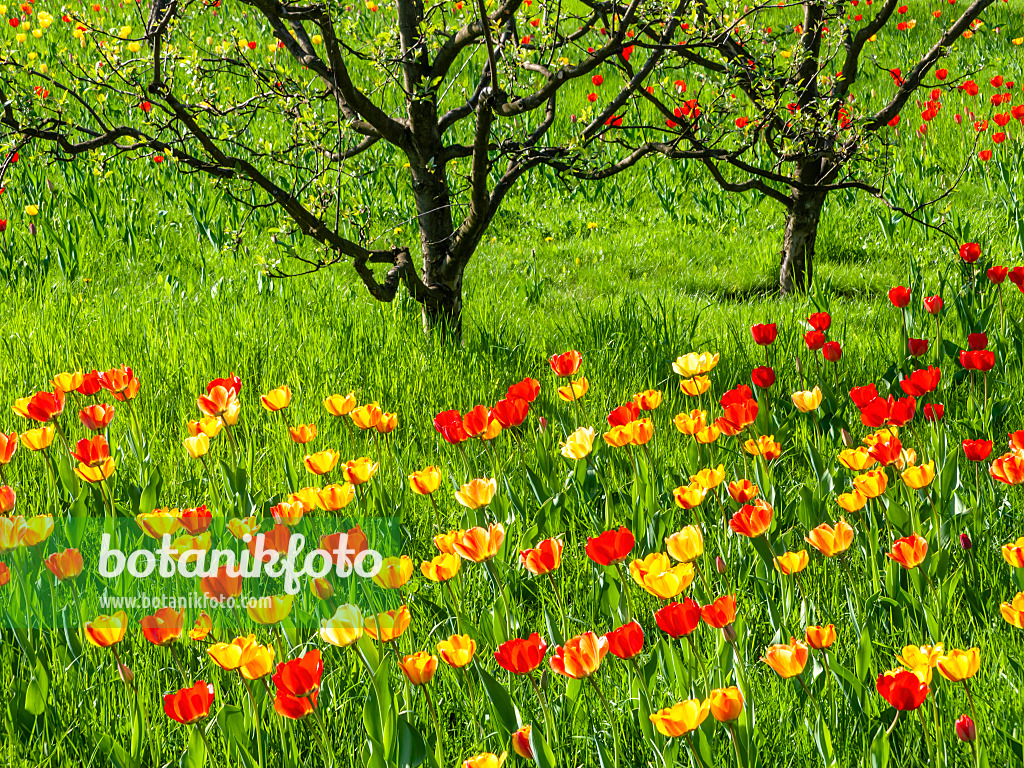 437138 - Obstwiese mit Tulpen