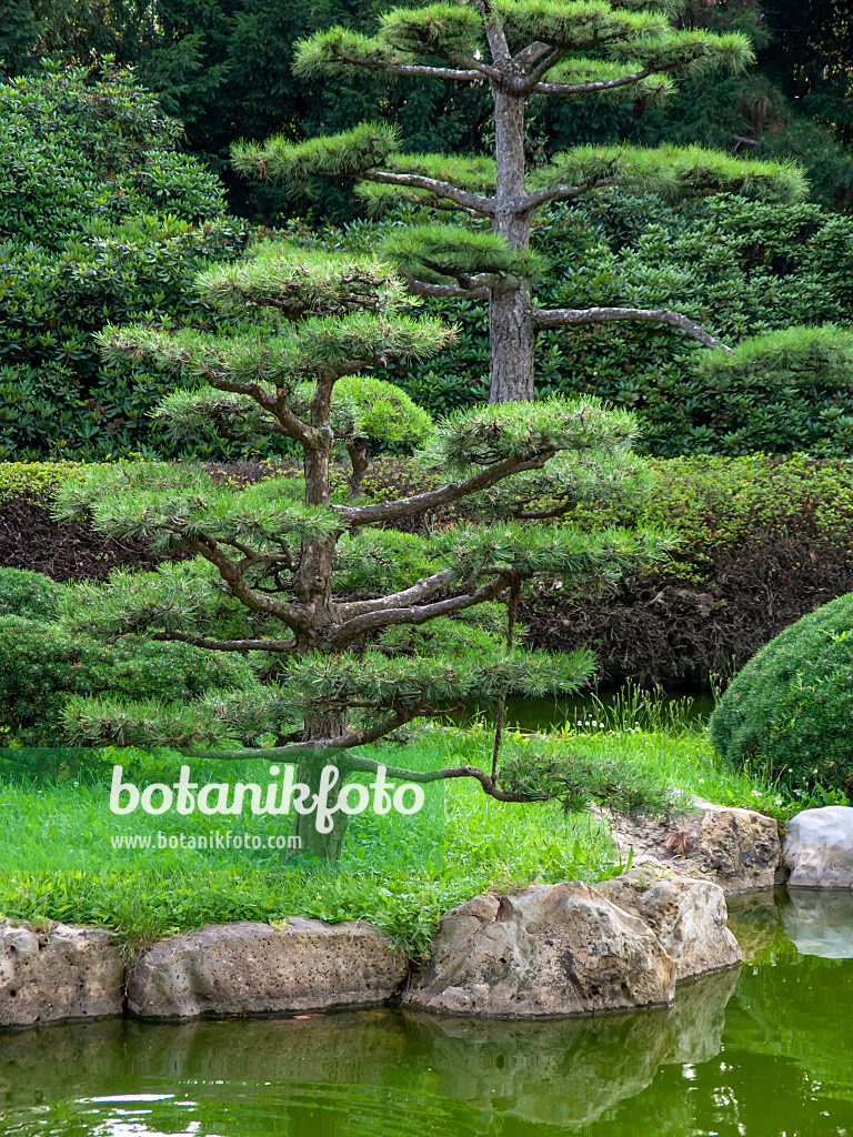 Baum immergrün hochstamm