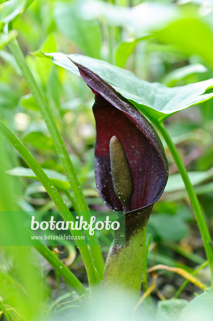 484080 - Östlicher Aronstab (Arum orientale)