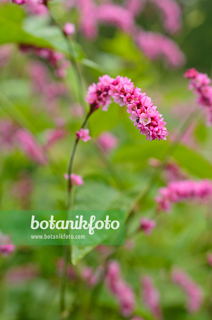 498203 - Östlicher Knöterich (Persicaria orientalis syn. Polygonum orientale)