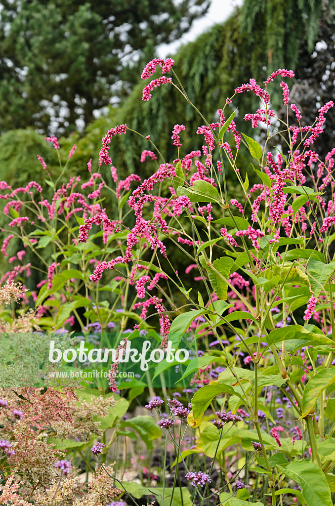 571035 - Östlicher Knöterich (Persicaria orientalis syn. Polygonum orientale)