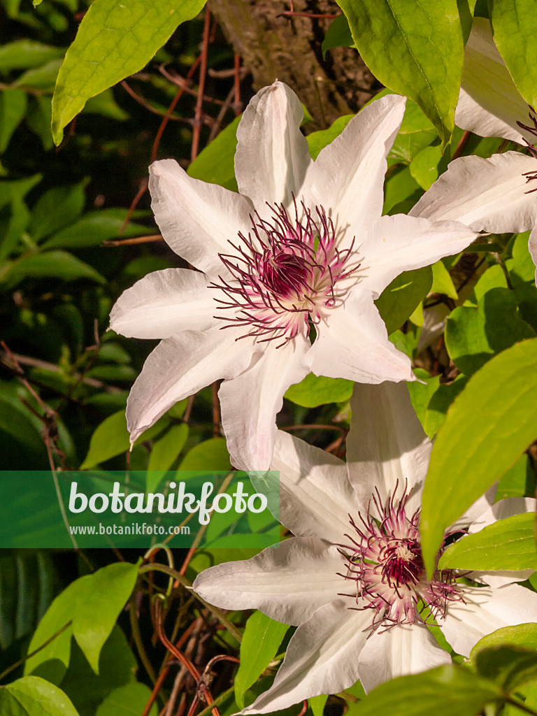 401242 - Offenblütige Waldrebe (Clematis patens)