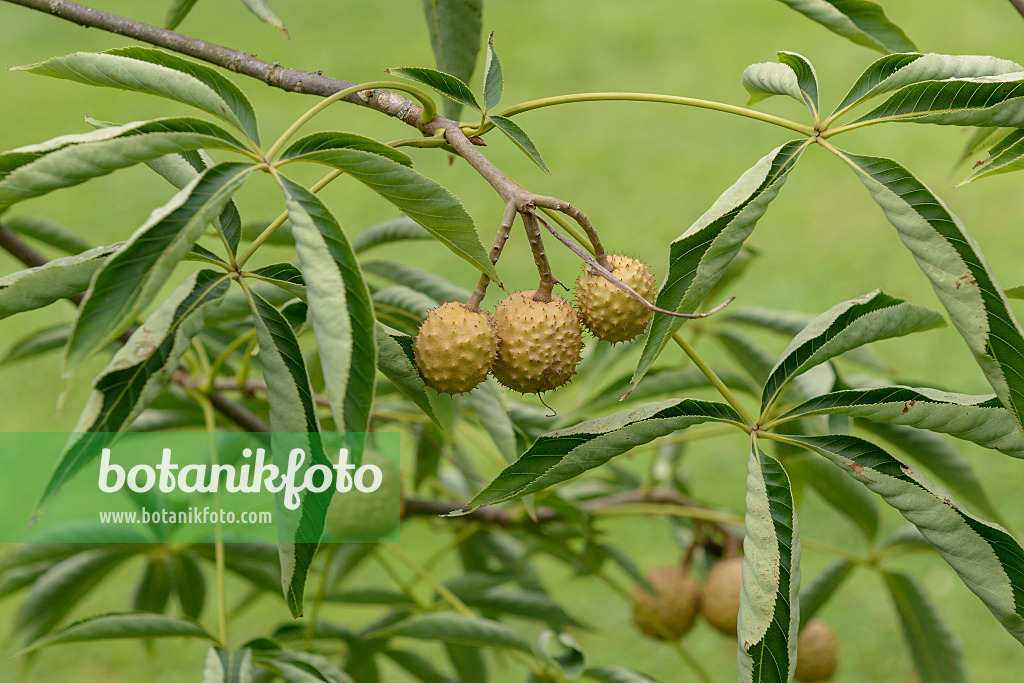 575011 - Ohio-Rosskastanie (Aesculus glabra var. glabra)