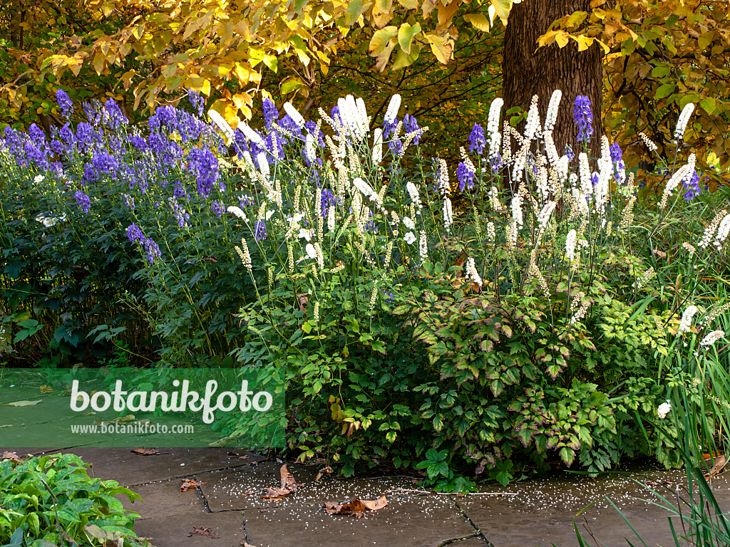 465201 - Oktober-Silberkerze (Cimicifuga simplex syn. Actaea simplex) und Chinesischer Eisenhut (Aconitum carmichaelii 'Arendsii' syn. Aconitum arendsii)