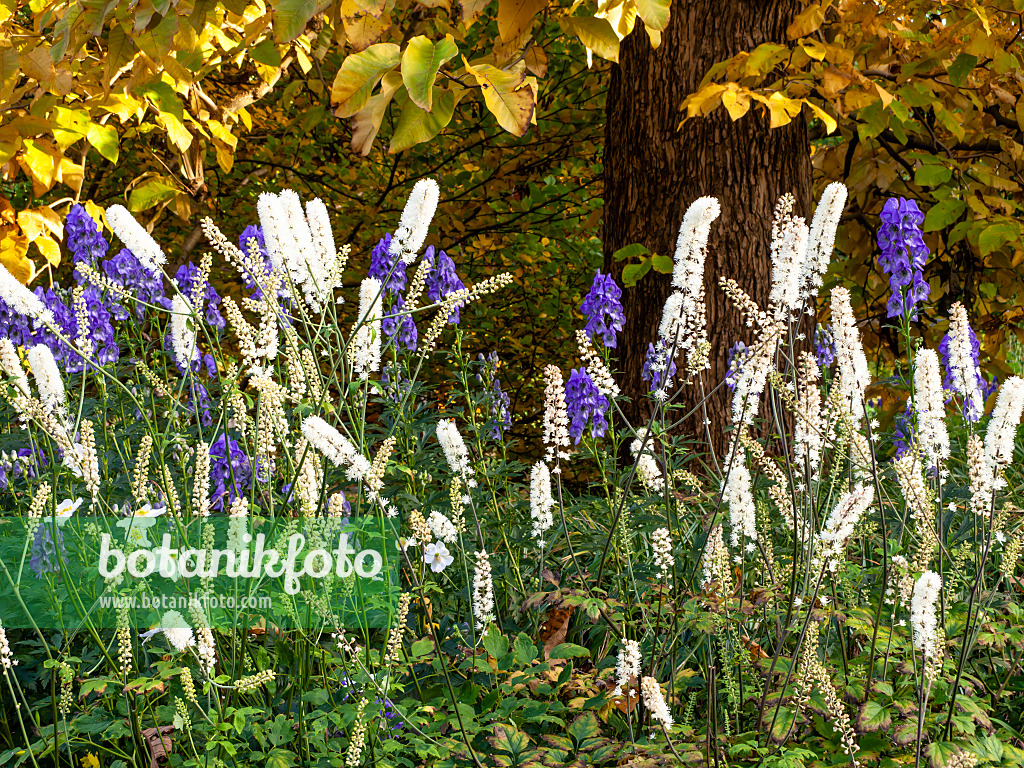 465202 - Oktober-Silberkerze (Cimicifuga simplex syn. Actaea simplex) und Chinesischer Eisenhut (Aconitum carmichaelii 'Arendsii' syn. Aconitum arendsii)