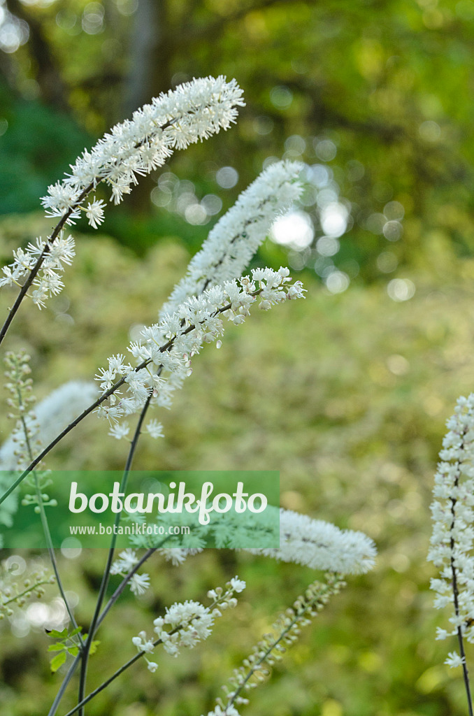 501067 - Oktober-Silberkerze (Cimicifuga simplex syn. Actaea simplex)