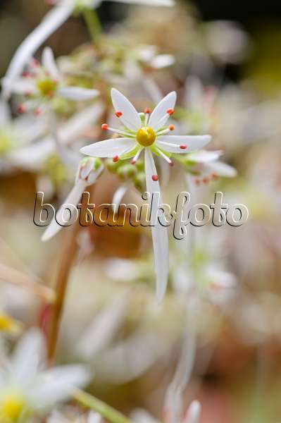 477008 - Oktober-Steinbrech (Saxifraga cortusifolia)