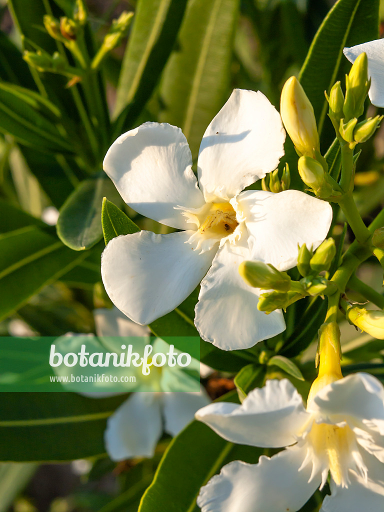 462200 - Oleander (Nerium oleander)