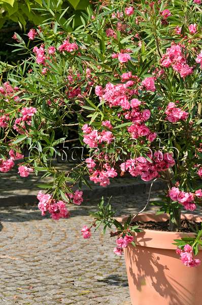 522102 - Oleander (Nerium oleander)