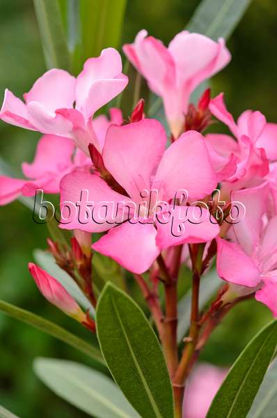 534089 - Oleander (Nerium oleander)