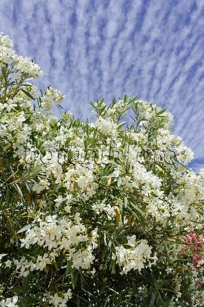 557095 - Oleander (Nerium oleander)