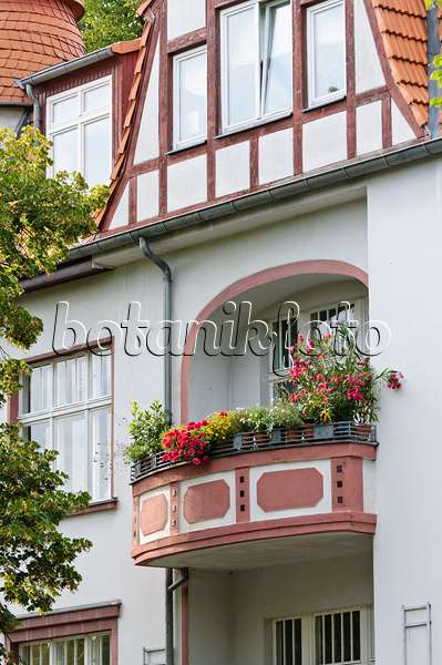 475015 - Oleander (Nerium oleander) auf einem Balkon