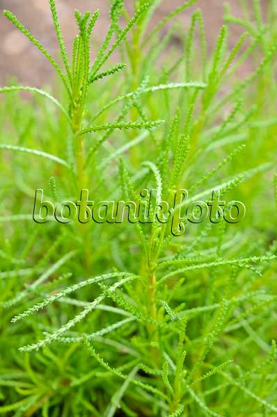 556001 - Olivenkraut (Santolina rosmarinifolia 'Olivia')
