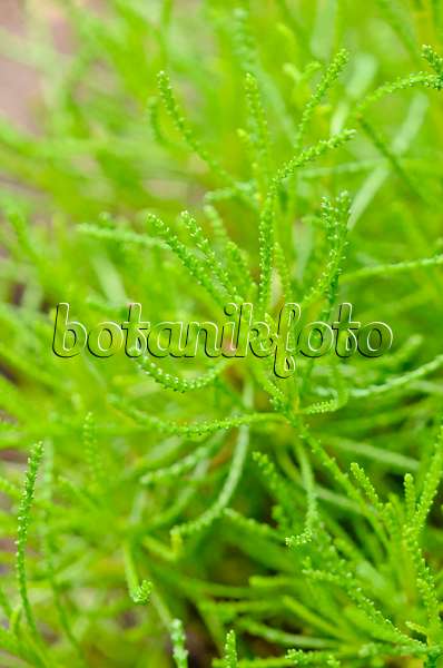 556003 - Olivenkraut (Santolina rosmarinifolia 'Olivia')