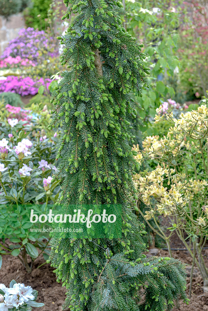 558178 - Omorika-Fichte (Picea omorika 'Pendula Bruns')