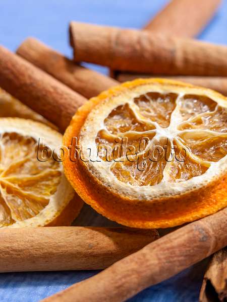444075 - Orange (Citrus sinensis) und Cassia-Zimt (Cinnamomum aromaticum)