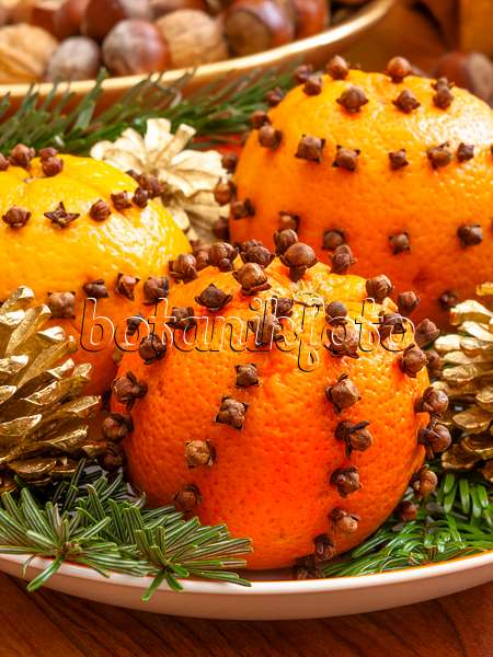444105 - Orange (Citrus sinensis) und Gewürznelke (Syzygium aromaticum)