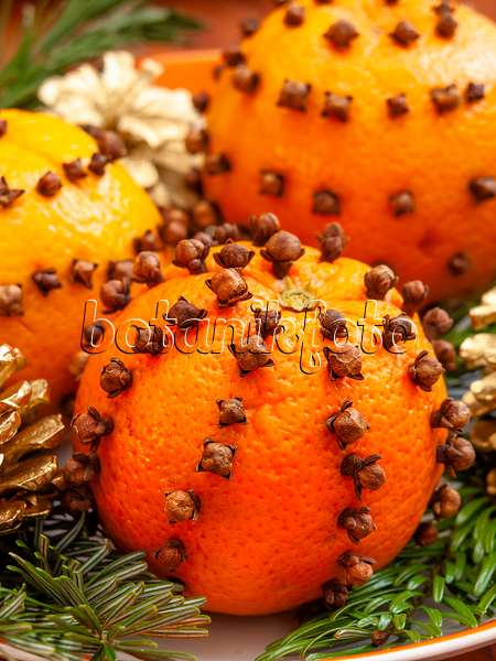 444107 - Orange (Citrus sinensis) und Gewürznelke (Syzygium aromaticum)