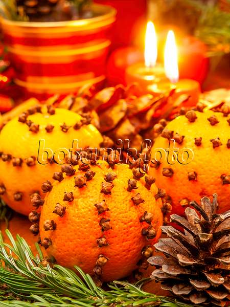 444120 - Orange (Citrus sinensis) und Gewürznelke (Syzygium aromaticum)