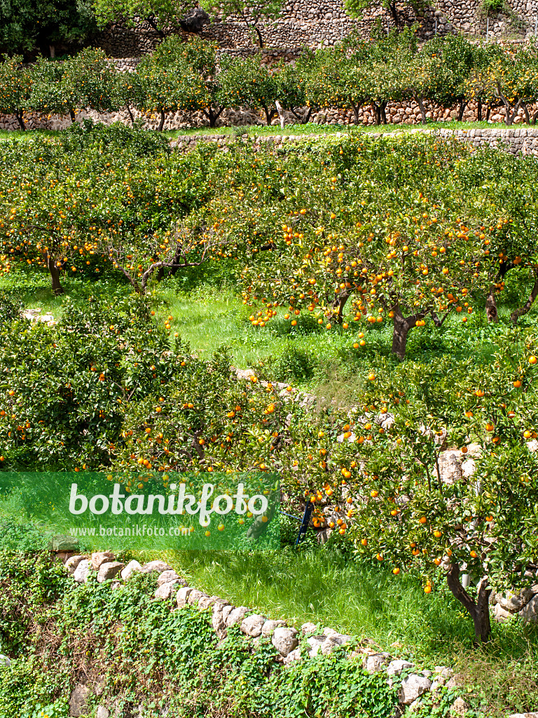 424085 - Orange (Citrus sinensis), Sóller, Mallorca, Spanien