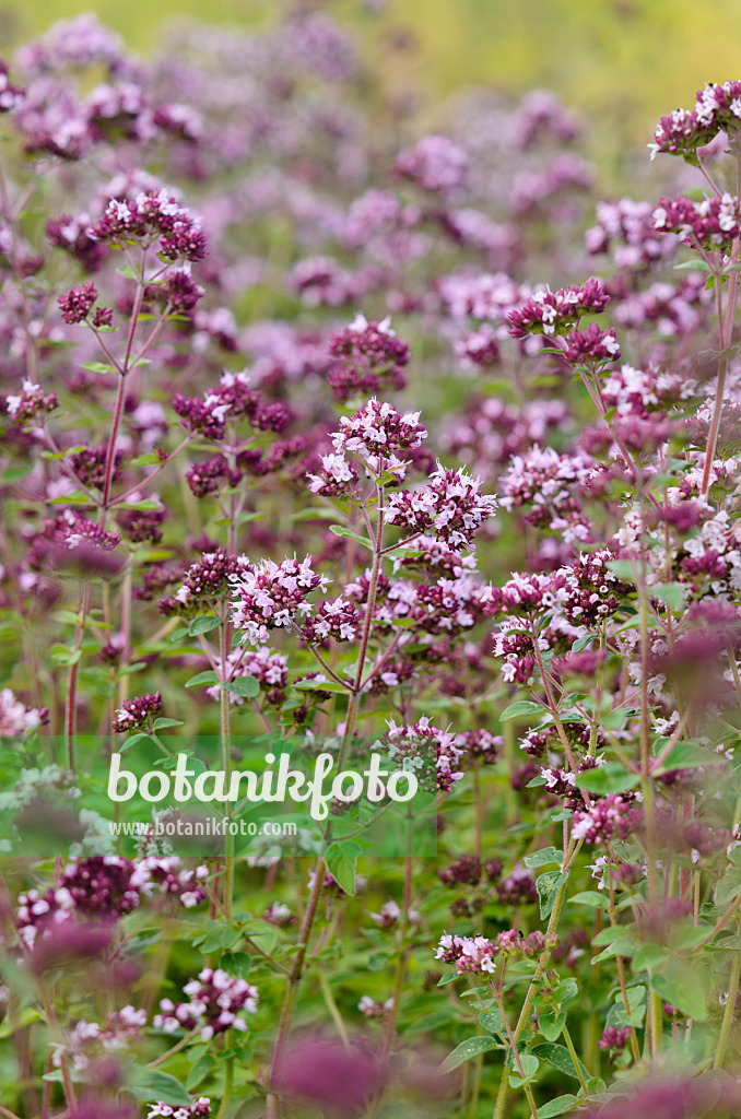 534206 - Oregano (Origanum vulgare)