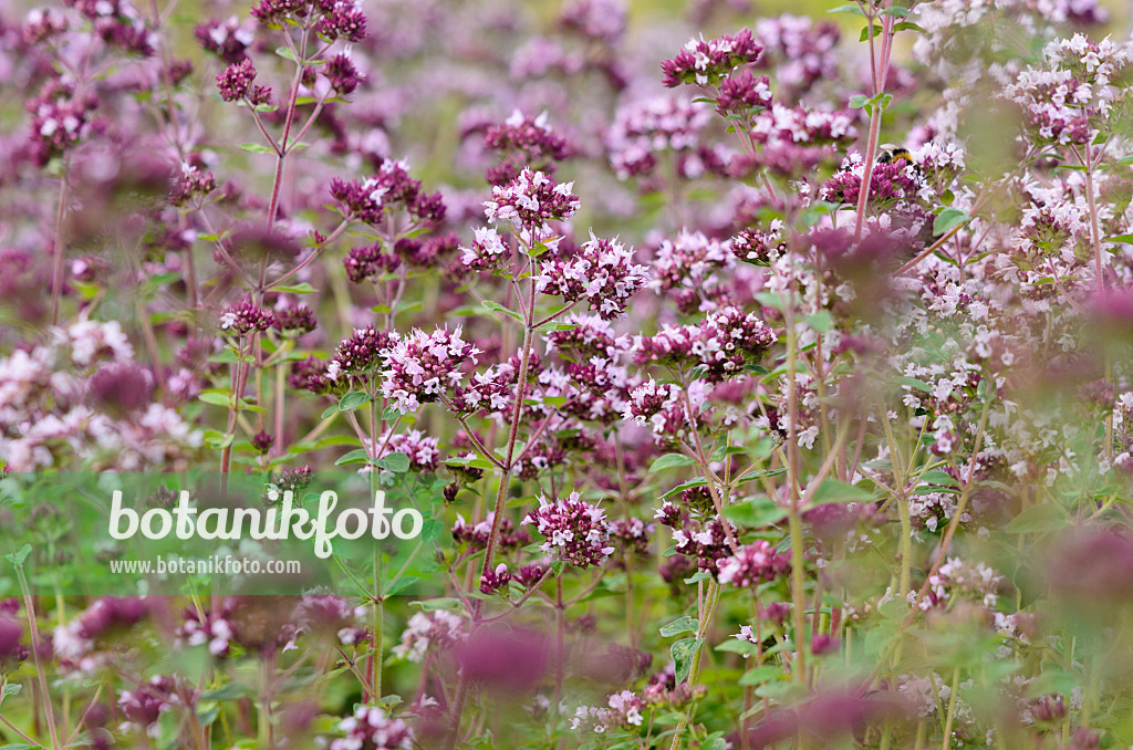 534207 - Oregano (Origanum vulgare)