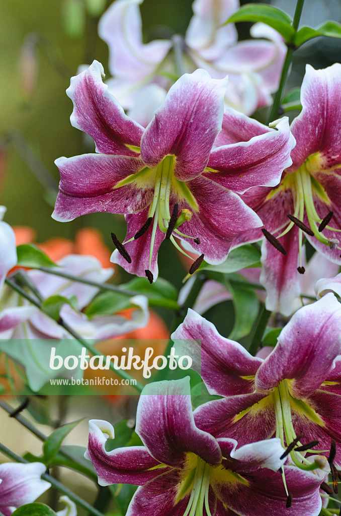 498171 - Orienpet-Lilie (Lilium Erfordia)