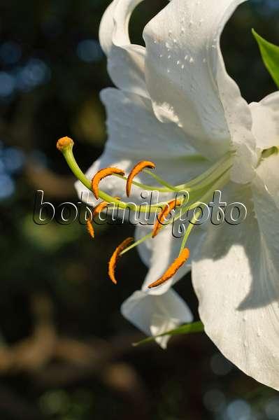 511316 - Oriental-Lilie (Lilium speciosum 'Casa Blanca')