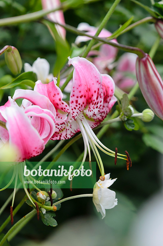 535217 - Oriental-Lilie (Lilium speciosum 'Rubrum') und Herbstanemone (Anemone hupehensis var. japonica)