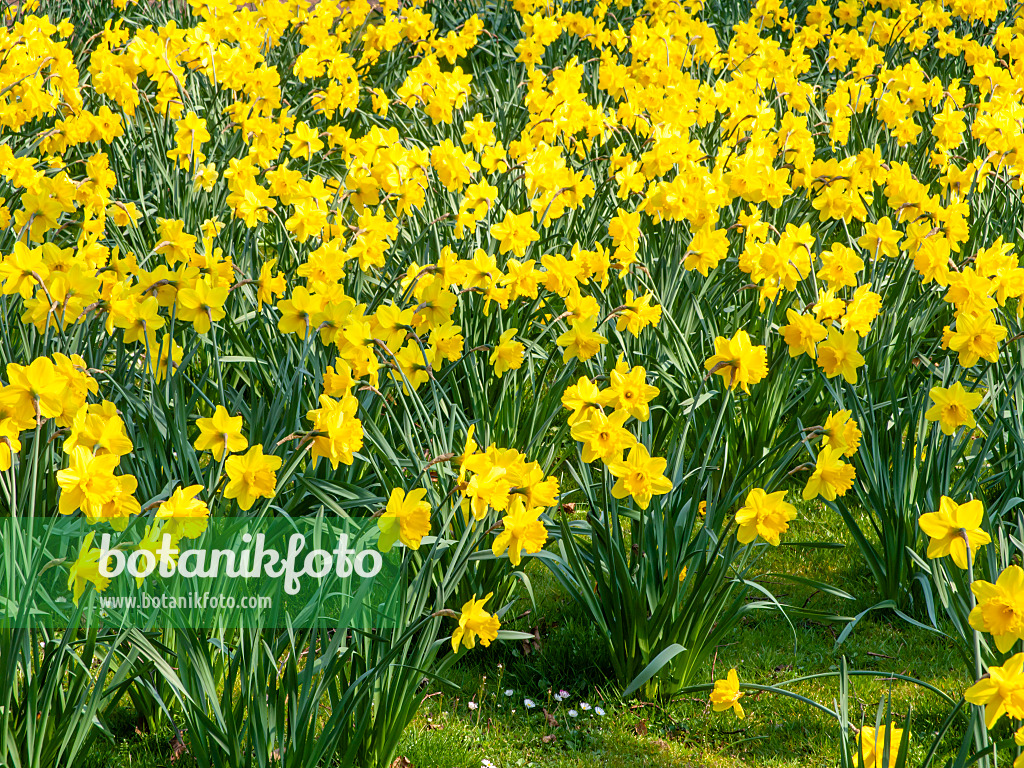 447063 - Osterglocke (Narcissus pseudonarcissus)