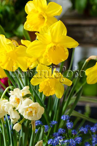 483258 - Osterglocke (Narcissus pseudonarcissus)