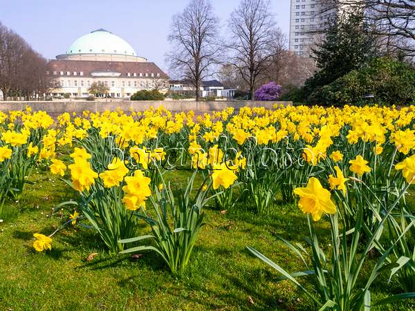 447046 - Osterglocken (Narcissus pseudonarcissus) vor dem Hannover Congress Centrum (HCC), Stadtpark, Hannover, Deutschland