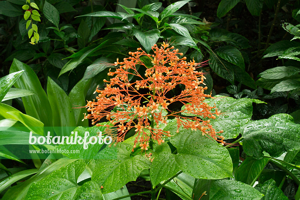 608121 - Pagodenlosbaum (Clerodendrum paniculatum)