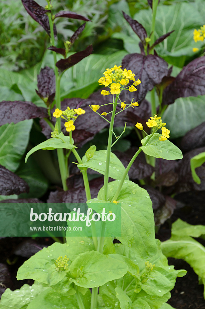 508147 - Pak Choi (Brassica rapa subsp. narinosa)