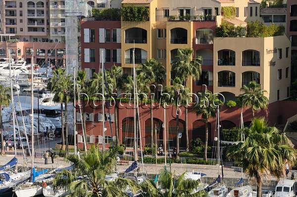 533096 - Palmen an einem Yachthafen, Monaco