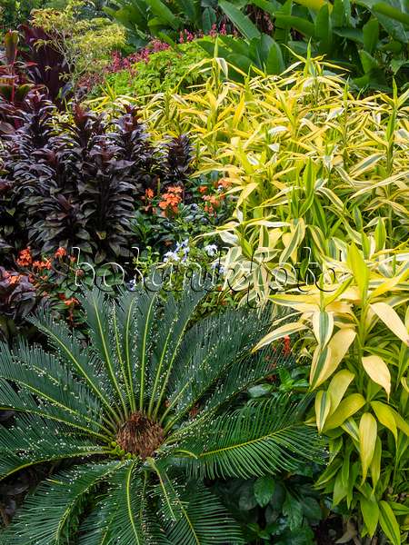 411101 - Palmen mit üppiger, dichter Bepflanzung in einem tropischen Garten