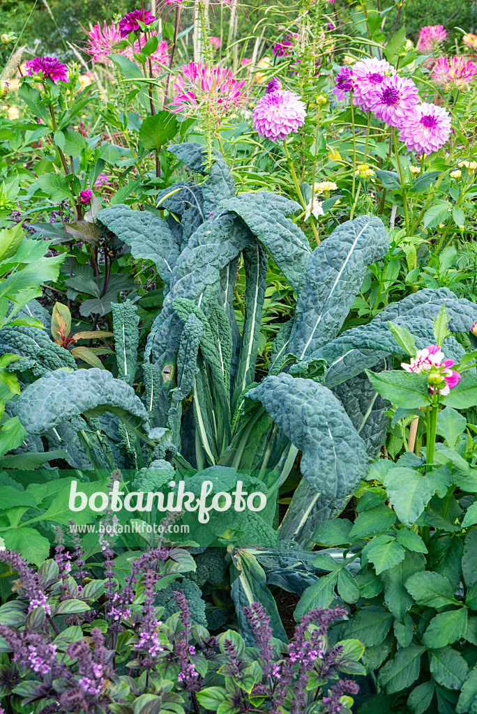 625052 - Palmkohl (Brassica oleracea var. palmifolia 'Nero di Toscana')