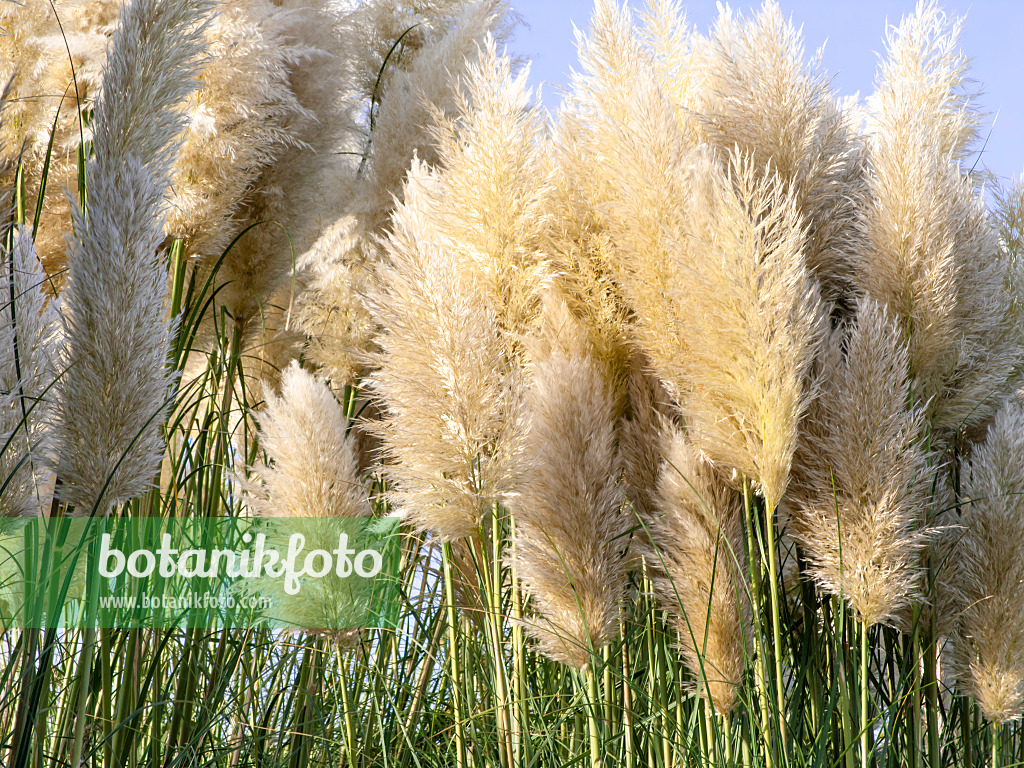 465189 - Pampasgras (Cortaderia selloana)