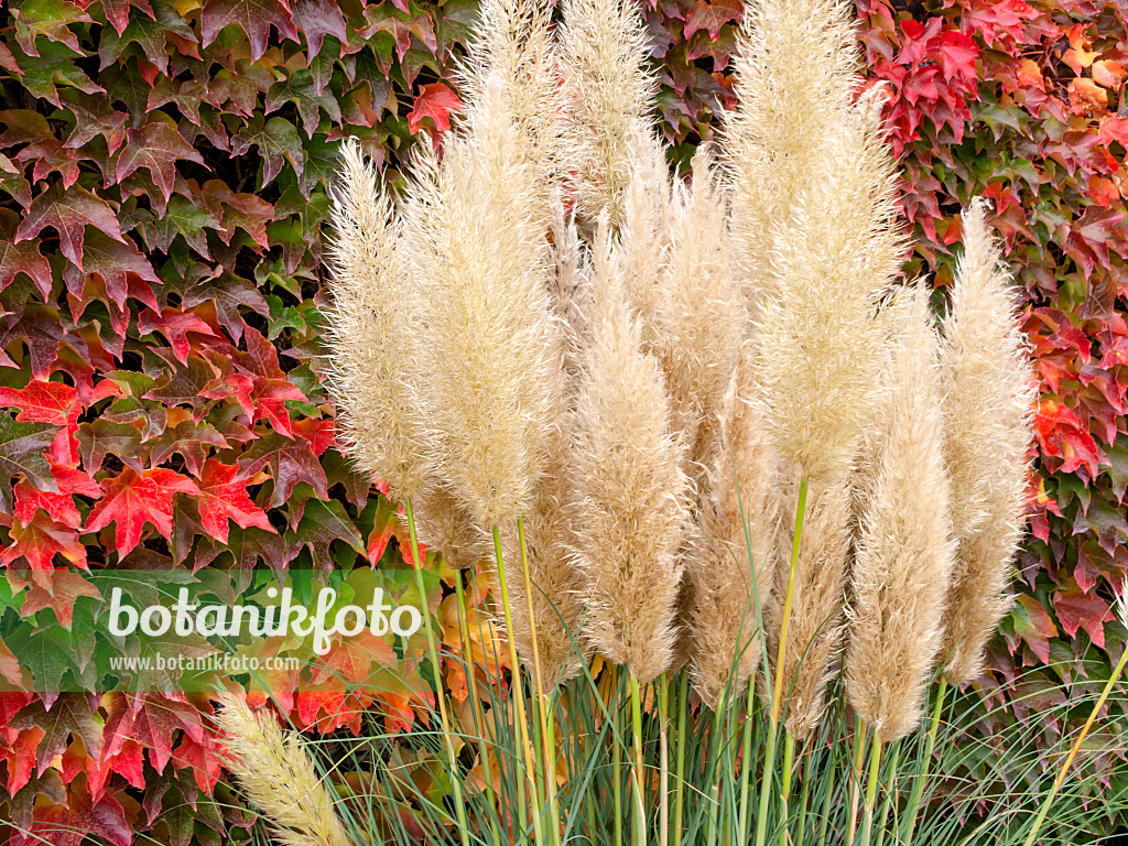 465107 - Pampasgras (Cortaderia selloana 'Pumila') und Dreispitzige Jungfernrebe (Parthenocissus tricuspidata)