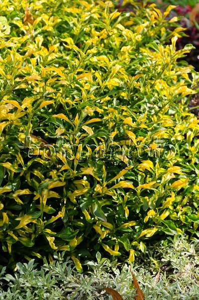 488101 - Papageienblatt (Alternanthera bettzickiana 'Green Yellow')